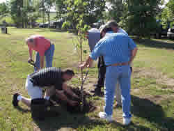 planting tree